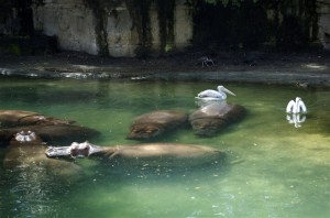 hippos